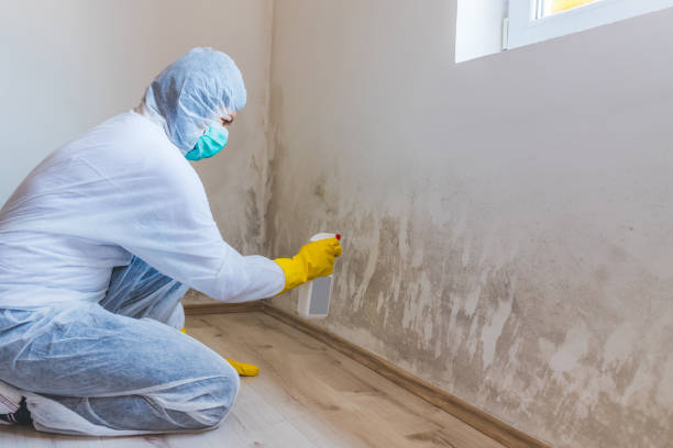 Professional mold removal team in Fulton
